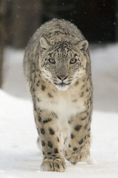 Snow Leopard .jpg