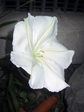 asa_white_0001.jpg