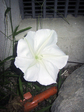 asa_white_0002.jpg