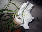 asa_white_0003.jpg