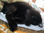 cat20080301_001.jpg