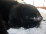 cat20080301_002.jpg