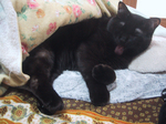 cat20080301_003.jpg