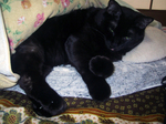 cat20080301_004.jpg