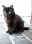cat DSCN0076.jpg