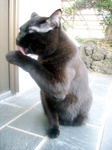 cat DSCN0080.jpg
