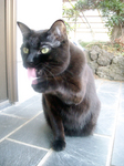cat DSCN0082.jpg