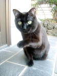 cat DSCN0083.jpg