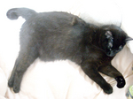 cat DSCN0123.jpg