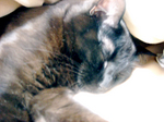 cat DSCN0133.jpg