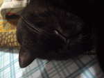 nikukiu_0003.jpg