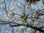 sakura DSCN0041.jpg
