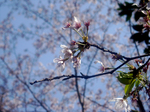 sakura DSCN0042.jpg