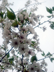 sakura DSCN0052.jpg