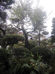 ume_0001.jpg