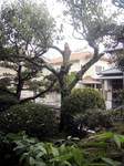 ume_0002.jpg