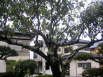 ume_0003.jpg
