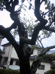 ume_0004.jpg