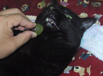 uno_grape_0002.jpg