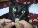 uno_grape_0004.jpg