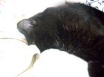 unosuke20080808_01.jpg